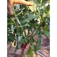 ราคา เมล็ดมะเขือรักบี้กรอบเปราะบรรจุซอง150เมล็ด สำหรับเพาะปลูกนะคะมะเขือรักบี้ผลเล็กยาวรีกรอบเปราะอร่อยเอาไปปลูกติดสวนไว้มีกินไม่ต้องไปซื้อตลาด (10223871718)