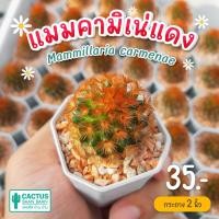 ราคา แมมคามิเน่แดง แคคตัส กระบองเพชร Mammillaria carmenae (20891696047)