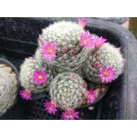 ราคา แมมเลาอ้าย Mammillaria laui ไม้เมล็ด ขนาด 4 5 ซม ต้นกระบองเพชร ต้นแคคตัส แคคตัส กระบองเพชร (15831216591)