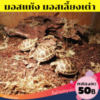 ราคา มอสแห้ง มอสเลี้ยงเต่า Sphagnum moss สแฟ็กนั่มมอส น้องเต่ากินได้ กล่องละ 50 Vivarium Exotic pet (7786149031)