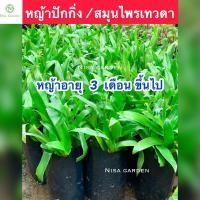 ราคา หญ้าปักกิ่ง สมุนไพรเทวดา อายุ 3 4 เดือน ส่งพร้อมถุงดำ (20664583143)