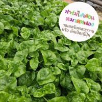 ราคา วอเตอร์เครสฮาวาย หรือ ผักเป็ดญี่ปุ่น (21482606149)