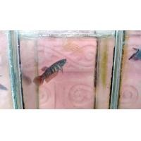 ราคา ปลากัดแม่พันธุ์ ตัวใหญ่ คุณภาพพร้อมผสม ตัวเมีย1ตัว ส่งด่วน (21580988175)