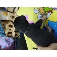 ราคา KS03 สร้อยคอโลหะเคลือบสี ลายไข่ปลา ขนาด8นิ้ว สร้อยคอลูกสุนัข สร้อยคอแมว สร้อยคอกระรอก สร้อยคอกระต่าย สร้อยคอหนู สร้อยคอชูการ์ (7143560806)