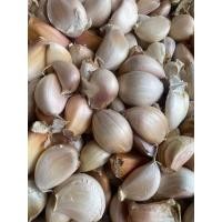 ราคา กระเทียมจีนกลีบใหญ่สวยอวบ500กรัม (21064551860)