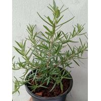 ราคา ต้นพันธ์ุโรสเมรี่กระถาง8นิ้ว ต้นโรสเมรี่มี สมุนไพรฝรั่ง ผักสวนคร้ว (1972494112)