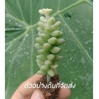 ราคา ถูกที่สุด ไม้อวบน้ำเลื้อย setum berto uma cactus succulent แคตัส กระบองเพชร ต้นไม้ (13491093518)