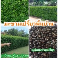 ราคา เมล็ดมะขามเปรี้ยว สำหรับปลูกทำรั้ว เม็ดมะขาม 1 กิโลกรัม tamarind seeds เมล็ดมะขาม เม็ดมะขามสำหรับปลูก รั้วมะขาม เม็ดมะขามปลูก เม็ดมะขามรั้ว เม็ดมะขามดิบ เม็ดมะขาม สำหรับคั่ว รั้วต้นไม้แต่งสวน (8128960