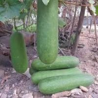 ราคา 30 เมล็ด ฟักเขียว หรือ ฟักแฟง ฟัก ฟักขาว ฟักจีน แฟง ฟักขี้หมู มะฟักขม ฟักหม่น ขี้พร้า Wax gourd Seeds (21737930281)