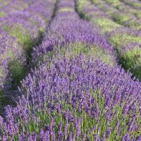 ราคา 100 เมล็ด ดอกไม้ ลาเวนเดอร์ สายพันธุ์นอก Lavandula Lavender Seeds สายพันธุ์ English (21330360970)
