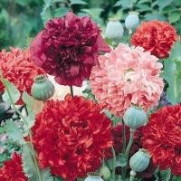ราคา 200 เมล็ด ดอกป๊อปปี้ ป๊อปปี้ สื่อถึง จินตนาการบรรเจิด Poppy Seeds สายพันธุ์ Double Peony Poppy (21383105228)