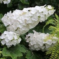 ราคา 4 เมล็ด ดอกไฮเดรนเจีย ดอกสามเดือน ใช้แทนความรัก Hydrangea สายพันธุ์ Gatsby Gal (21616321234)