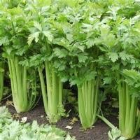 ราคา 800 เมล็ด ขึ้นฉ่าย ตั้งโอ๋ คื่นช่าย คื่นฉ่าย คื่นไช่ ผักกันปืน ผักปืน ผักปืม ผักขาวปืน Celery Seeds (21734711914)
