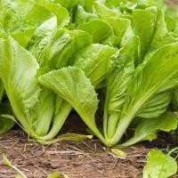 ราคา 500 เมล็ด ผักกาดเขียว ผักกาดใบ Mustard greens Seeds (21734844760)