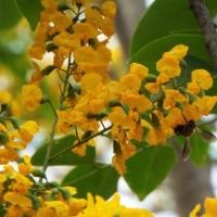 ราคา 30 เมล็ด ประดู่ หรือ ประดู่ป่า Burma padauk ดอกสวย ต้นมีประโยชน์มากหลาย (21281931909)