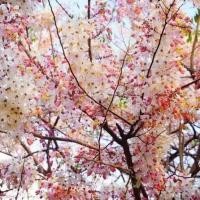 ราคา 15 เมล็ด ดอกคูน ดอกคูณ ดอกราชพฤกษ์ ดอกสีชมพู (21288086903)