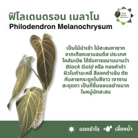 ราคา 5 ฟรี 1 ต้นไม้เลี้ยงนำ้ ไม้มมงคล ไม้ฟอกอากาศ ไม้ประดับ ไม้ด่าง ไม้หายาก ไม้ตกเเต่งบ้าน (21243902752)