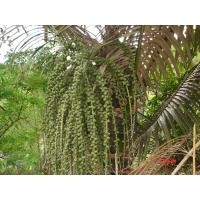 ราคา ต้นลูกชิด มะต๋าว หรือ ต๋าว พร้อมปลูกในถุงดำ 49 บาท (21586107180)