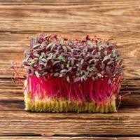 ราคา 200 เมล็ด ต้นอ่อนผักโขมแดง ผักงอก อร่อยมาก red amaranth microgreen seeds (21737957795)