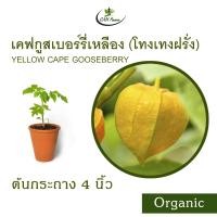 ราคา เคพกูสเบอร์รี่ สีเหลือง Organic Yellow Cape Gooseberry โทงเทงฝรั่ง (21586400636)