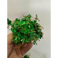 ราคา ขั้วร้อยใบ (20965016757)