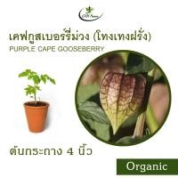 ราคา เคฟกูสเบอร์รี่ สีม่วง Organic Purple Cape Gooseberry โทงเทงฝรั่ง (21586417307)