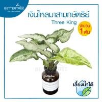 ราคา ต้นไม้เลี้ยงน้ำได้ จำนวน 1 ต้น ต้นไม้ฟอกอากาศ ต้นไม้ พลูด่าง พลู พลูด่างฟอกอากาศ ไม้น้ำ (19725061830)