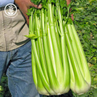 ราคา เมล็ดคื่นช่ายยักษ์ Celery 300เมล็ด ลำต้นอวบใหญ่ (21442871997)