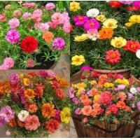 ราคา ต้นไม้ประดับสวยๆ ต้นคุณนายตื่นสาย ซื้อ 1 0 แถม1 ฟรี ส่งพร้อมกระถาง3 ค่ะ คุณนายตื่นสาย ไม้สวยงาม ไม้แขวน ไม้ประดับ ช้อป คุณนายตื่นสายคละสี (15119998621)