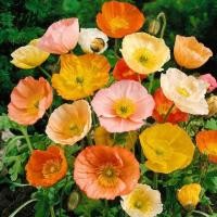 ราคา 200 เมล็ด ดอกป๊อปปี้ ป๊อปปี้ สื่อถึง จินตนาการบรรเจิด Poppy Seeds สายพันธุ์ Iceland Poppy (21382991748)