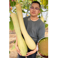 ราคา พันธุ์ฟักทองยักษ์ 50เมล็ด (21443302146)