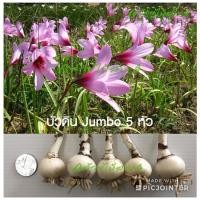 ราคา บัวดิน จัมโบ้ Jumbo ดอกบัวดินสีชมพู 5 หัว (8157921618)