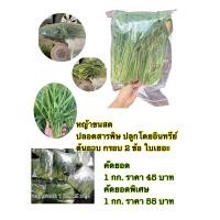 ราคา หญ้าขนสดสดสำหรับกระต่ายแกสบี้ (16853671630)