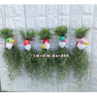 ราคา เคราฤาษีแต่ง นกขมิ้นสีหวาน (20353155031)