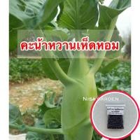 ราคา 10แถม2 เมล็ดพันธุ์ คะน้าหวานเห็ดหอม 500 เมล็ด ลำใหญ่ กรอบหวาน (20995000229)