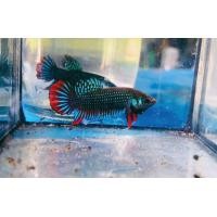 ราคา กัดป่าใต้ลูกช้อน (21400646352)