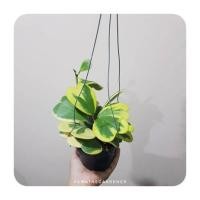 ราคา โฮย่าหัวใจ หัวใจทศกันต์ Hoya kerrii มีราคาส่ง (18483725961)