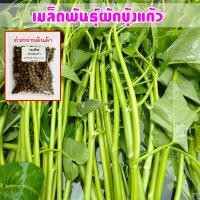 ราคา เมล็ดพันธุ์ ผักบุ้งแก้ว ผักบุ้งเย็นตาโฟ ผักบุ้งไทย 1200 เมล็ด 10 เเถม 1 คละได้ (8797302396)