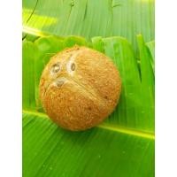 ราคา มะพร้าวแกง แบบลูก แก่จัด พร้อมขูด ปอกเปลือกเรียบร้อย (21110223847)