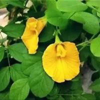 ราคา 20 เมล็ด เมล็ดผัก Asian pigeonwings อัญชัน เมล็ดพันธุ์ผัก สวนครัว เหมาะแก่การทำสวน Butterfly Pea Vegetable Seeds ดอกสีเหลือง (21365505265)