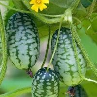 ราคา 25 เมล็ด เมล็ดผัก แตงกวา พันธุ์นอก กรอบ อร่อย ปลูกง่าย Cucumber Vegetable Seeds สายพันธุ์ Sour Gherkin Mexican (21353543112)