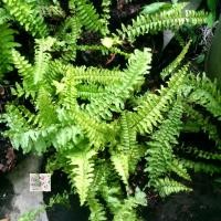 ราคา ต้นเฟิร์นบอสตัน boston fern เฟิร์นราชินี เฟิร์นงาม ถุงเพาะ 3 ไม้ฟอกอากาศ ดูดสารพิษในอากาศดี (15238413100)