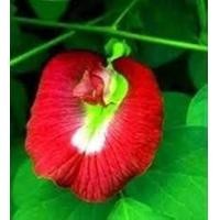 ราคา 20 เมล็ด เมล็ดผัก Asian pigeonwings อัญชัน เมล็ดพันธุ์ผัก สวนครัว เหมาะแก่การทำสวน Butterfly Pea Vegetable Seeds ดอกสีแดง (21365479401)