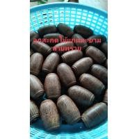 ราคา ลูกสะกดไม้แก่นมะขามยืนต้นตายพรายขนาด 14 minราคา39ต่อ1ตัว (19943334479)