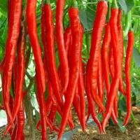 ราคา 20 เมล็ด พริก ผักสวนครัว เมล็ดพันธุ์ผัก ปลูกได้ทุกฤดู Pepper Chilli Seeds สายพันธุ์ พริกยาว Cayenne Pepper (21624724261)