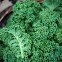 ราคา 100 เมล็ด เมล็ดผัก ผักสลัด สวนครัว เหมาะแก่การทำสวน Salad Vegetable Seeds สายพันธุ์ ผักเคล Kale หรือ ผักคะน้าใบหยิก (21366465718)
