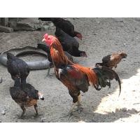 ราคา ไข่เชื้อ ไก่ชน ไก่เหลี่ยม ไก่เบอร์แข้ง (21447158792)