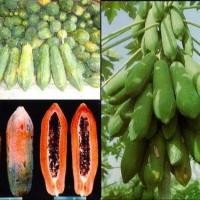 ราคา 20 เมล็ด มะละกอ ผลไม้ สวนครัว เหมาะแก่การทำสวน Papaya Fruit Seeds สายพันธุ์ แขกดำศรีสะเกษ (21328277340)
