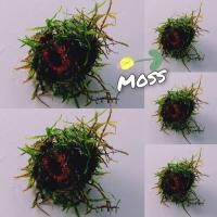 ราคา มอสชวา มอสน้ำ พันเซรามิกริง 6 ลูก 99 บาท ตกแต่งตู้ปลา (21538037717)