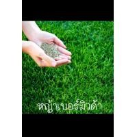 ราคา เมล็ดพันธุ์หญ้าสำหรับปลูก นวลน้อย เบอร์มิวด้า หญ้าญี่ปุ่น (21607550441)